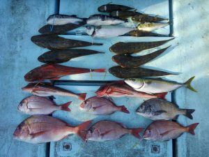 東京湾探釣隊ぼっち 釣果