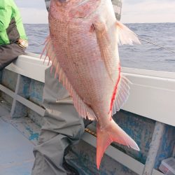 だて丸 釣果