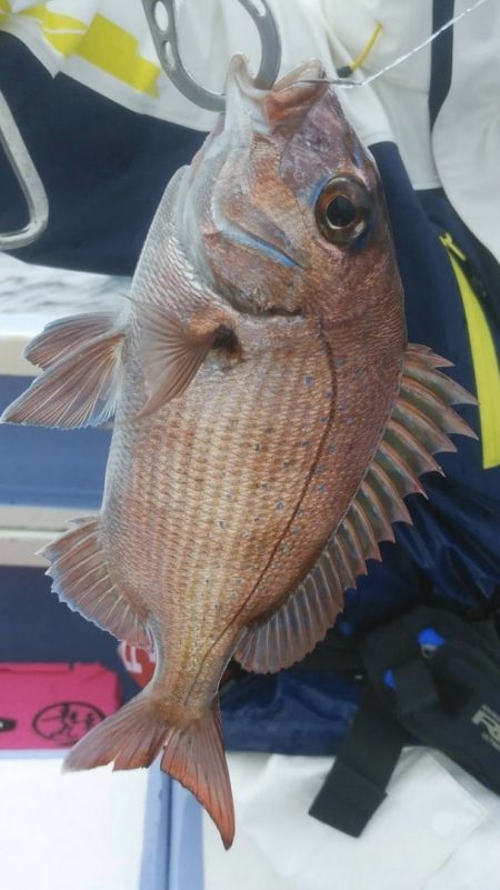 新幸丸 釣果