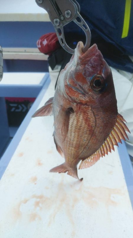 新幸丸 釣果