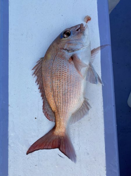 新幸丸 釣果