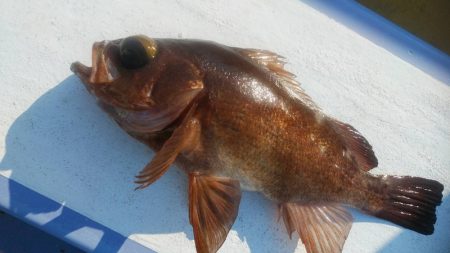 新幸丸 釣果