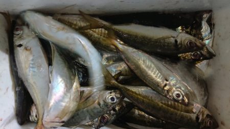 シースナイパー海龍 釣果