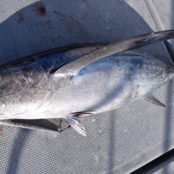 渡船屋たにぐち 釣果