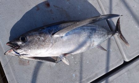 渡船屋たにぐち 釣果