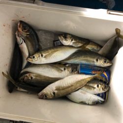 ヤザワ渡船 釣果