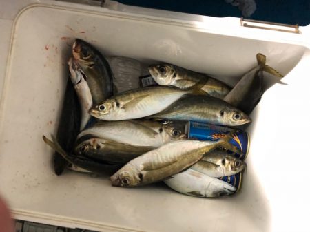 ヤザワ渡船 釣果