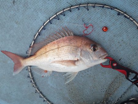 清和丸 釣果