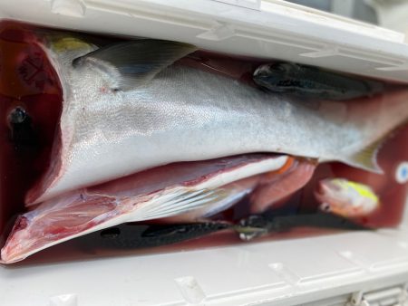 龍神丸（鹿児島） 釣果