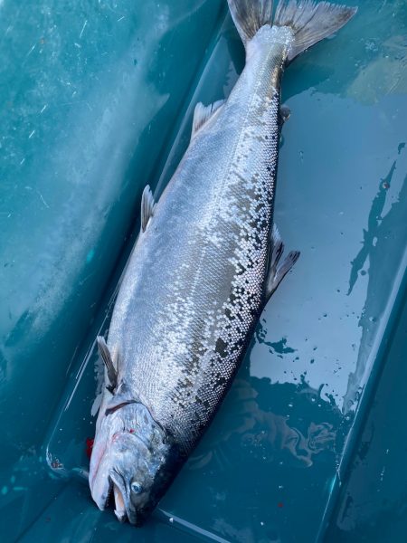 シーランチ 釣果