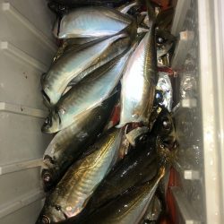 ヤザワ渡船 釣果