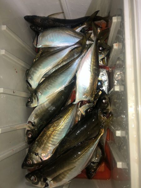 ヤザワ渡船 釣果