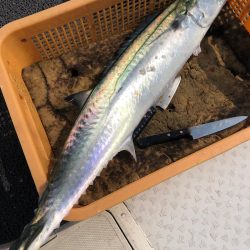 ビッグファイター 釣果