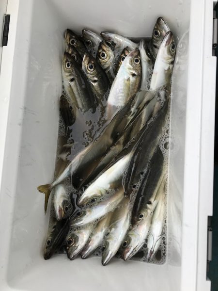 ヤザワ渡船 釣果