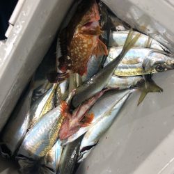 ヤザワ渡船 釣果