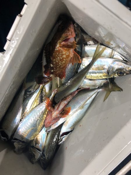 ヤザワ渡船 釣果