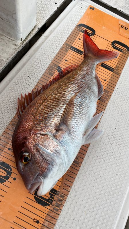 釣人家 釣果