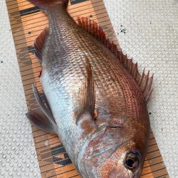 釣人家 釣果