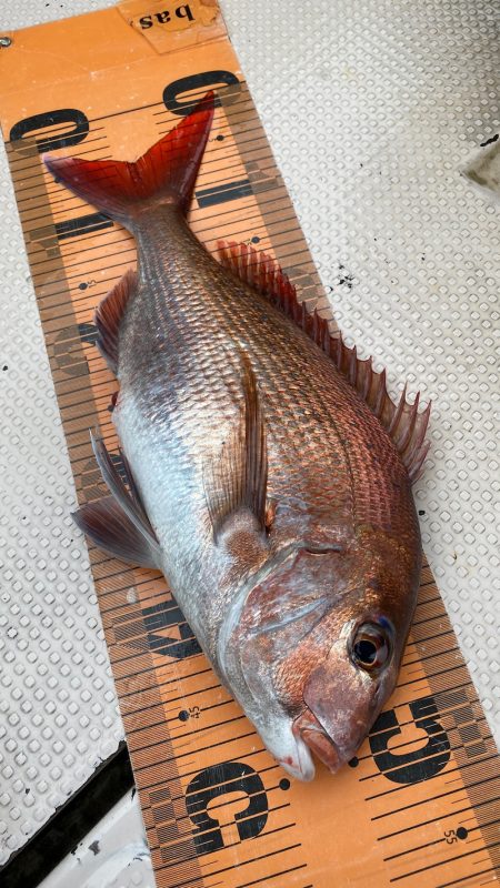 釣人家 釣果