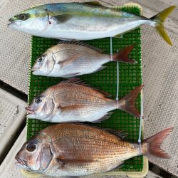 釣人家 釣果