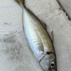 釣人家 釣果