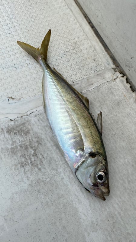 釣人家 釣果