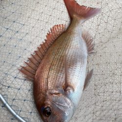 釣人家 釣果