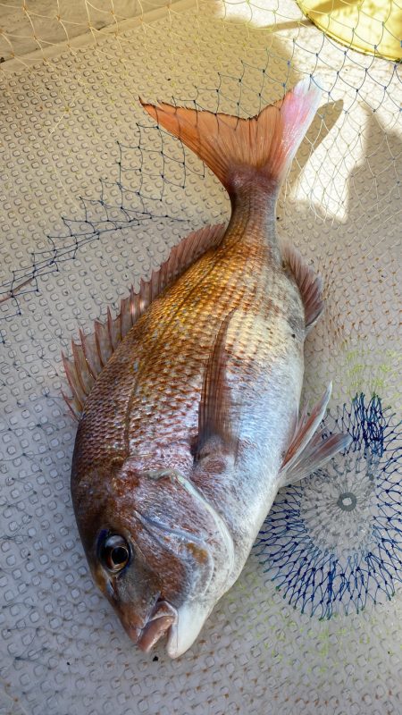 釣人家 釣果