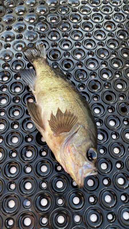 釣人家 釣果