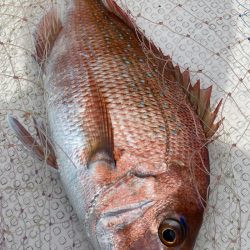 釣人家 釣果