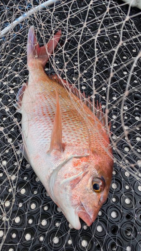 釣人家 釣果