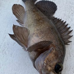 釣人家 釣果