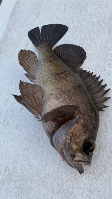 釣人家 釣果