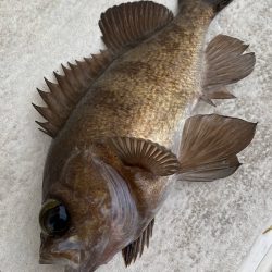 釣人家 釣果