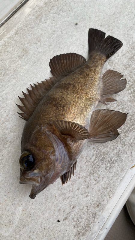 釣人家 釣果