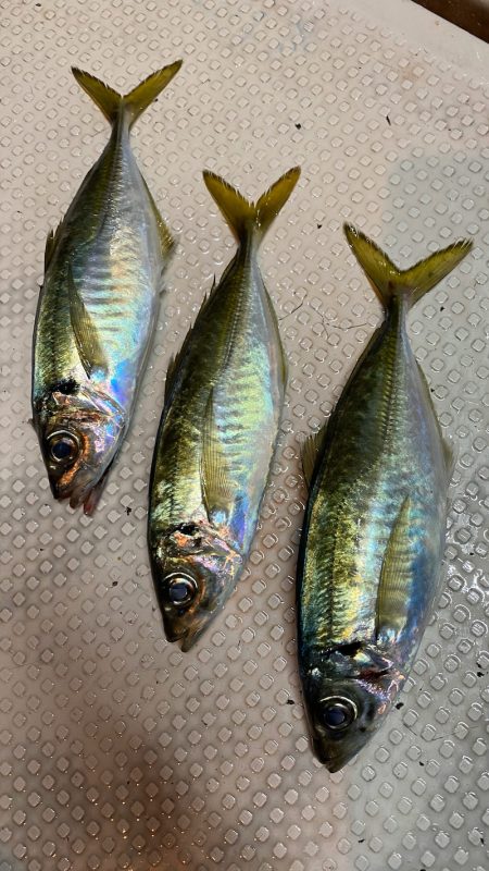 釣人家 釣果