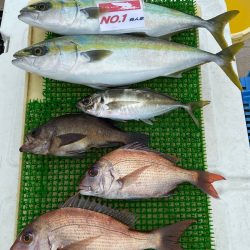 釣人家 釣果