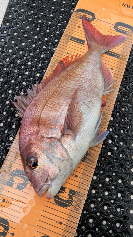 釣人家 釣果