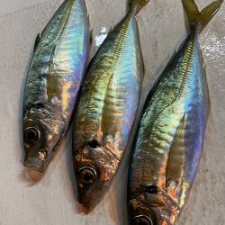 釣人家 釣果