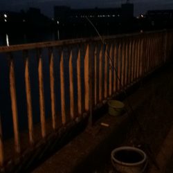 淀川のウナギ釣り