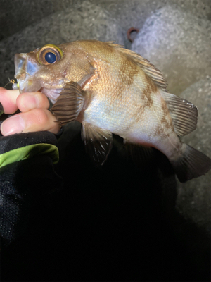 久しぶりの釣り