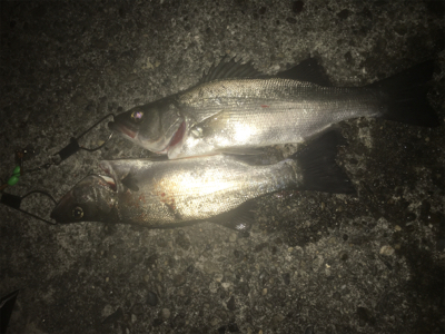 今日もハネが釣れました^_^