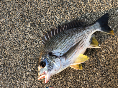 キビレがよく釣れる