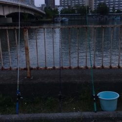 淀川のウナギ釣りパート6