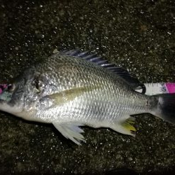 南港へち釣行 （2020/05/17 南港ヘチ釣り　 キビレチヌ（42cm）タケノコメバル22cm、良ガシラ 釣果有り）