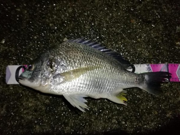 南港へち釣行 （2020/05/17 南港ヘチ釣り　 キビレチヌ（42cm）タケノコメバル22cm、良ガシラ 釣果有り）