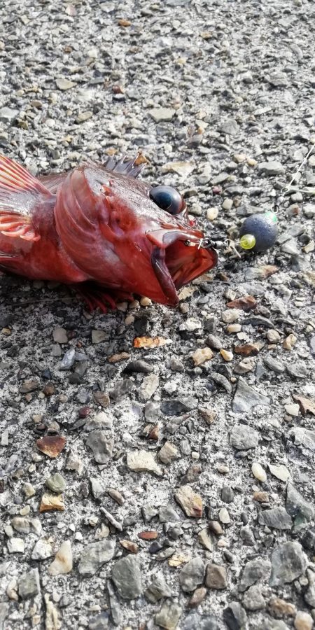 解除後の釣行