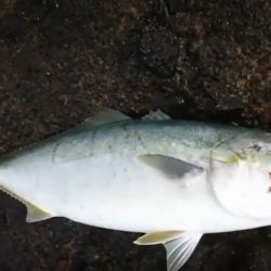 鹿児島 ブリ 陸っぱり 釣り 魚釣り 釣果情報サイト カンパリ