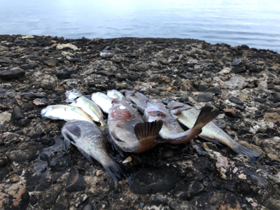 宣言解除後の初釣行