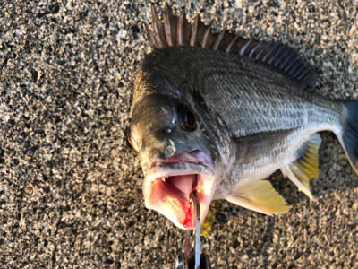 キビレがよく釣れる